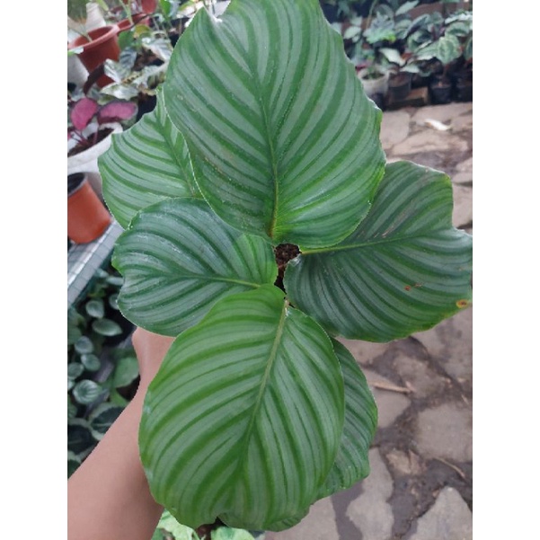 CALATHEA orbifolia