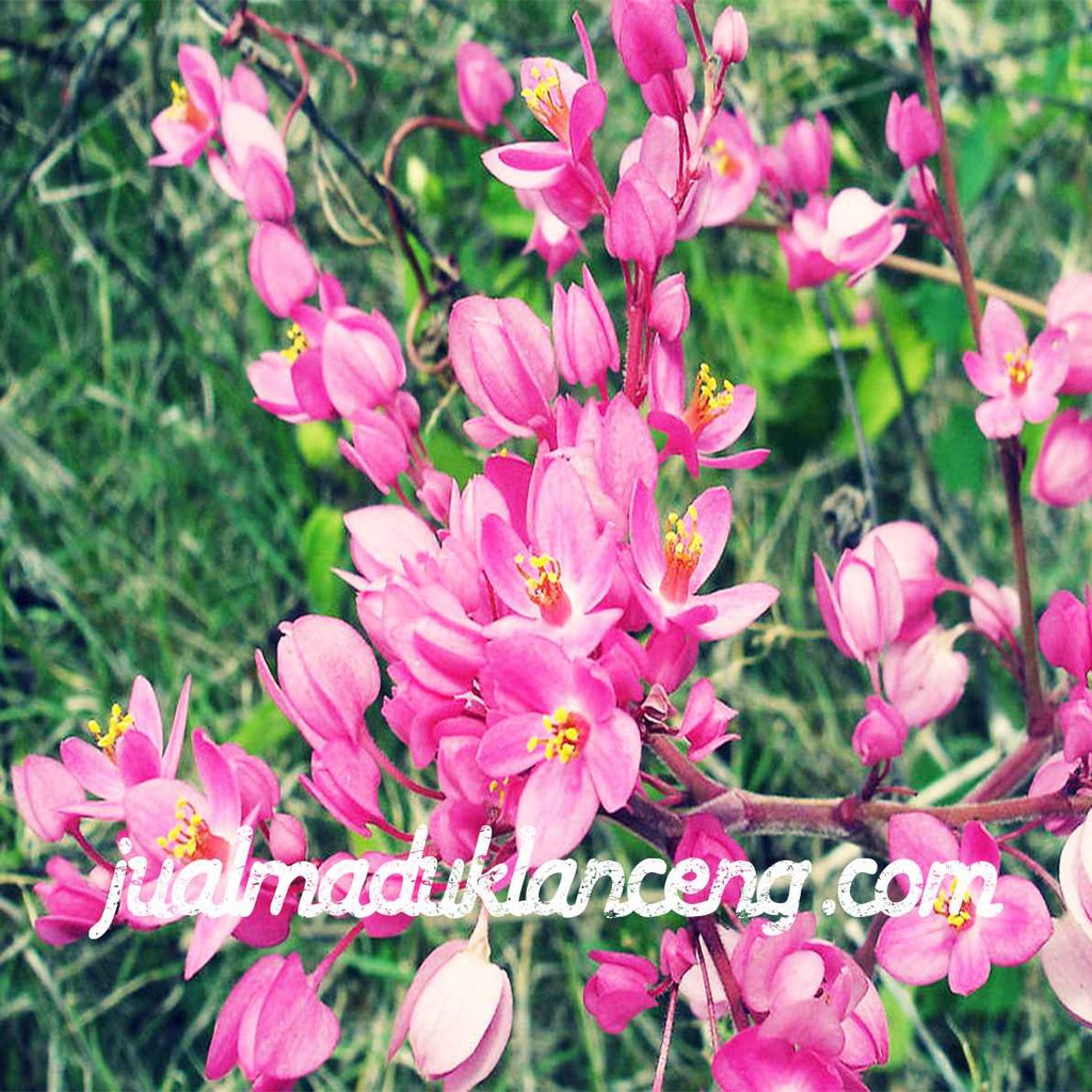 Biji Benih Air Mata Pengantin