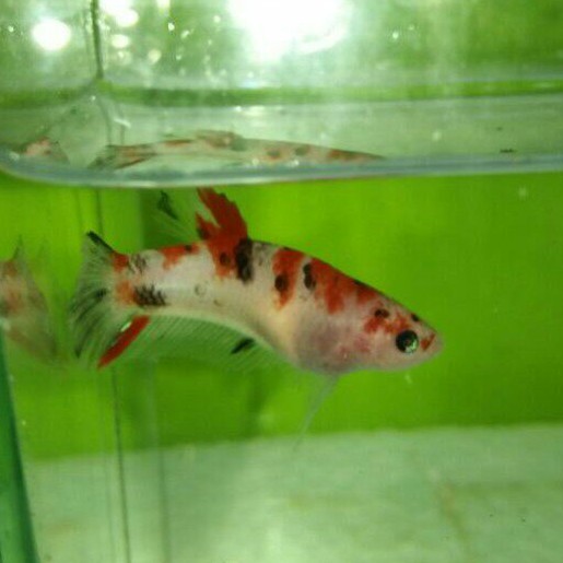 ikan cupang female/betina plakat koi galaxy full telur