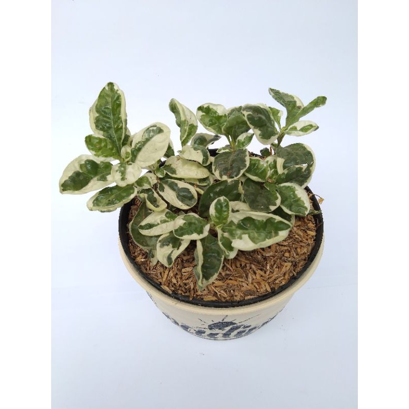 Tanaman Krokot Variegata / kriminil varigata / euonymus fortunei