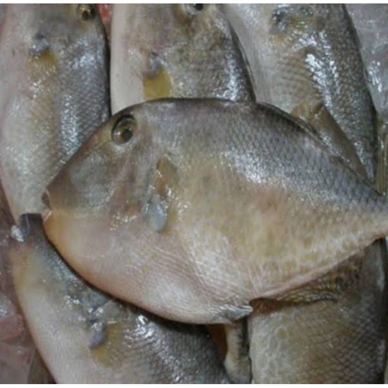 

ikan ayam-ayam segar