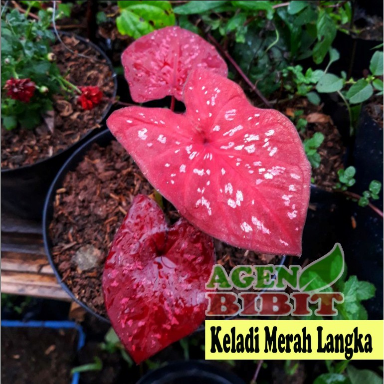  Tanaman  Hias  Keladi  Merah Langka Caladium SP Hias  Daun 