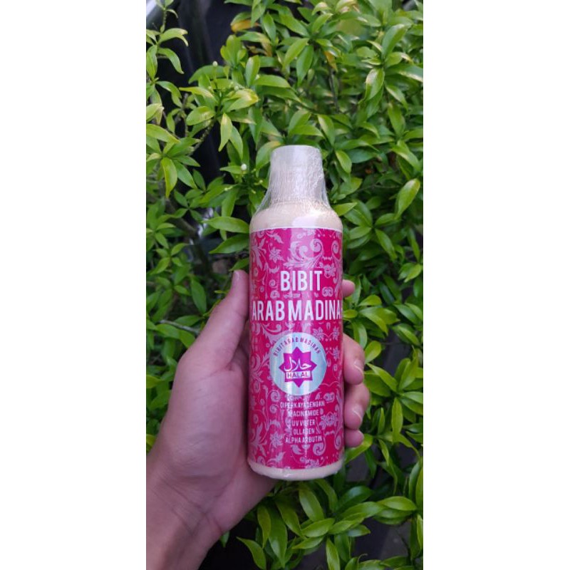 Bibit Arab Madinah ori