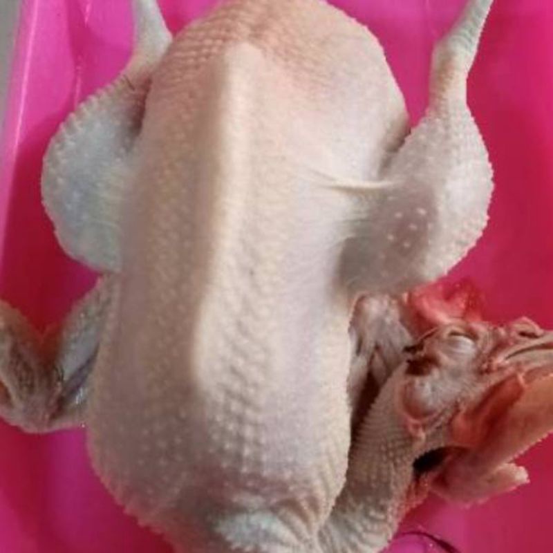 

ayam merah petelor tua opor termurah fresh potong dadakan halal