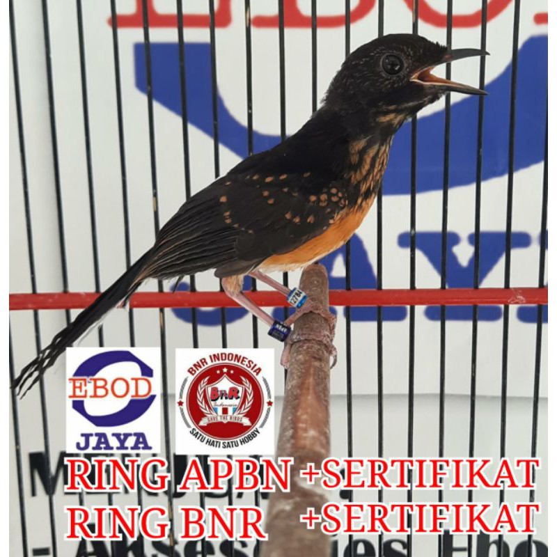 murai ring apbn dan ring bnr sertifikat resmi