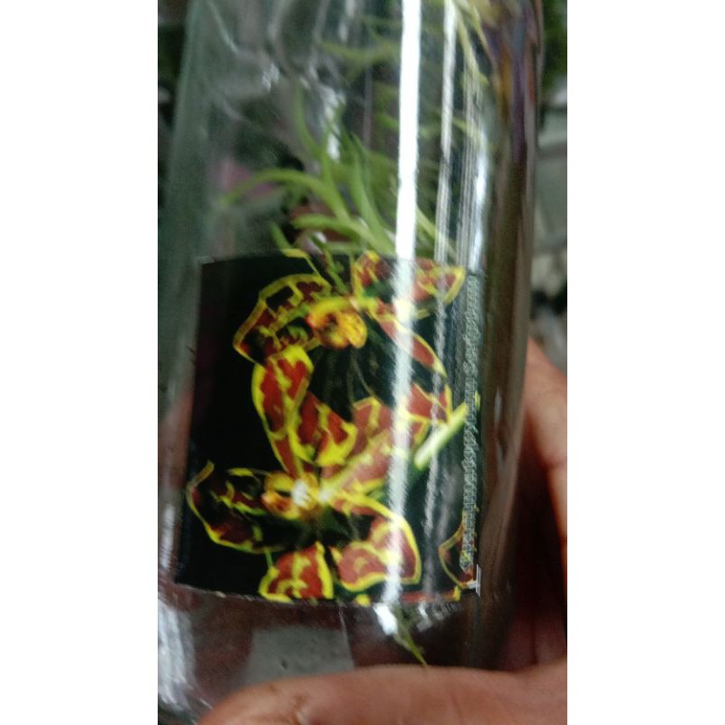 Anggrek gramma botolan anggrek grammatophyllum botolan