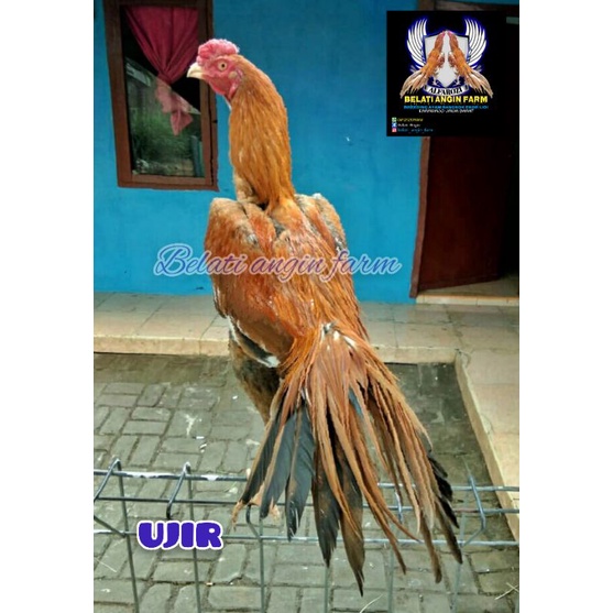 telur ayam bangkok ekor lidi ekor lurus