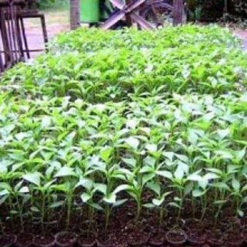 bibit cabe/cengek/4 pohon