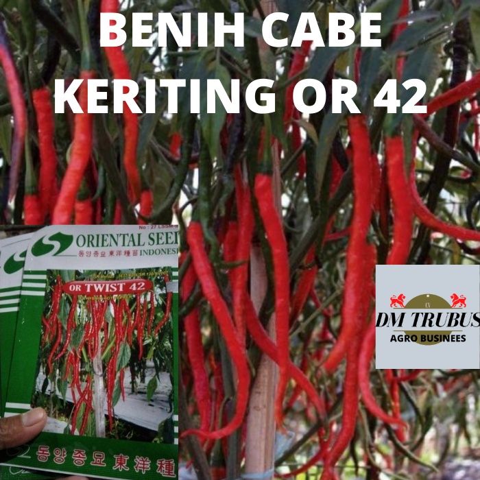 Benih Cabe Keriting OR TWIST Oriental Seed