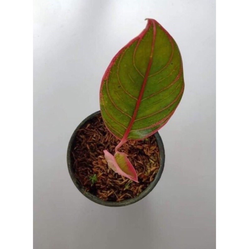 Aglonema Khanza / ANAKAN