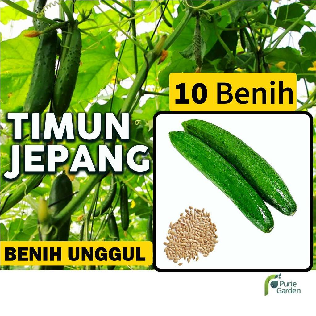 Benih Bibit Timun Jepang 10 Benih Seribuan PG SBY