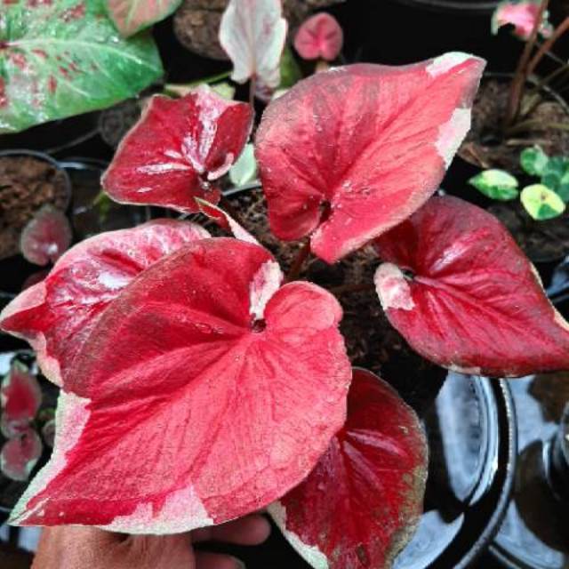 KELADI DWI WARNA/CALADIUM/TANAMAN HIAS/BUNGA/ANAK/BIBIT/MERAH/PUTIH/IMPOR