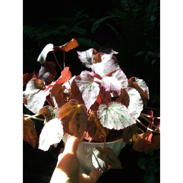 begonia pink/begonia martin mistery