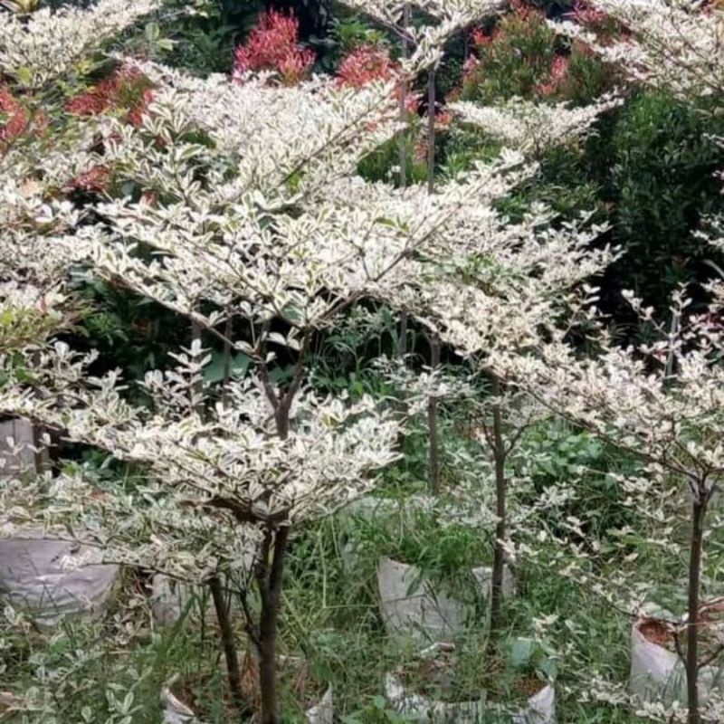 Ketapang mini varigata - Ketapang kencana varigata