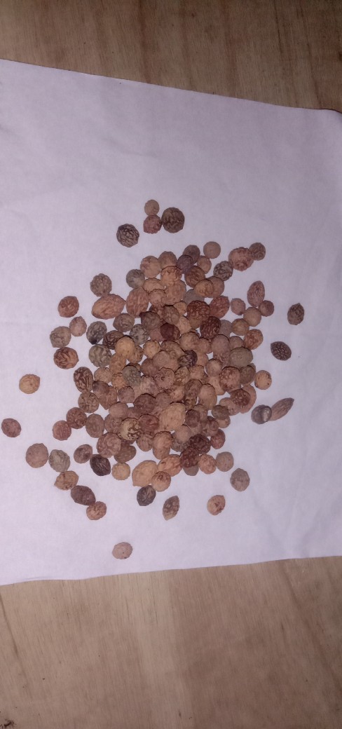 Biji Benih Bidara Arab Sidr Isi 150 Biji