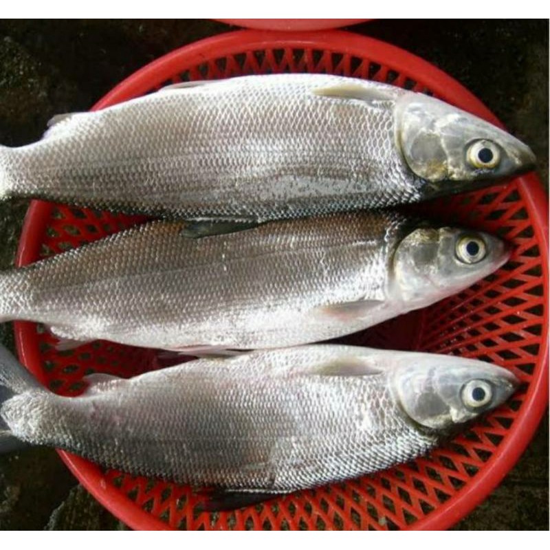 

ikan bandeng 1 kg