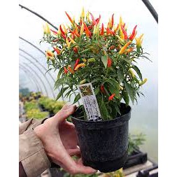 Benih Cabe Sparkler - Biji Cabe Hias Mini - Cabe Unik isi 10 seed