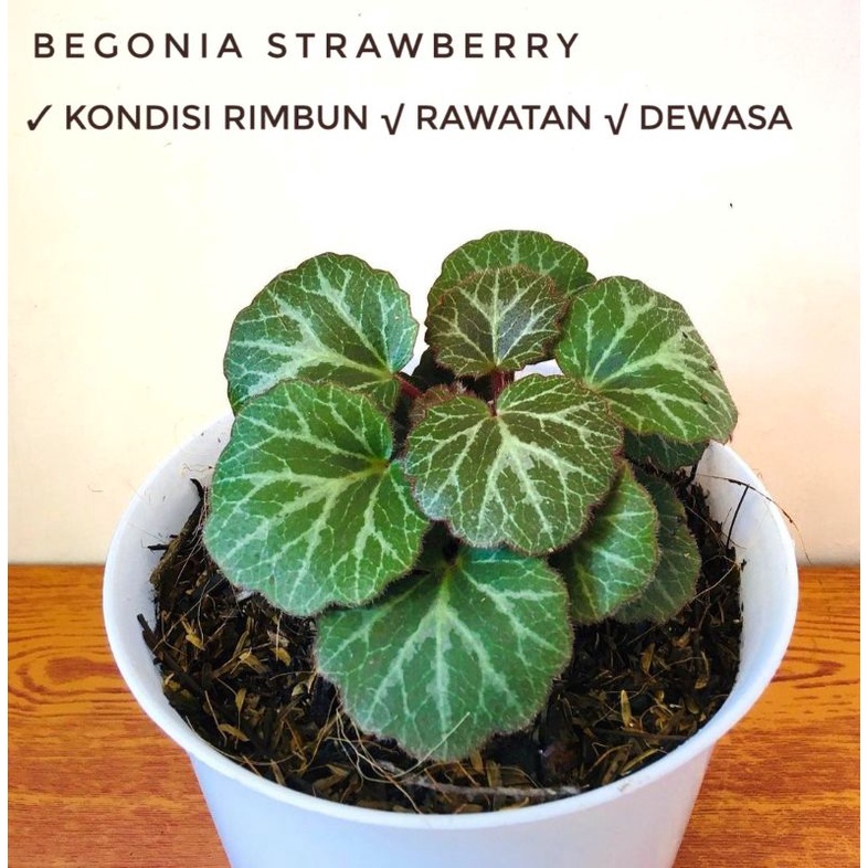Rimbun Begonia strawberry / Tanaman hias begonia