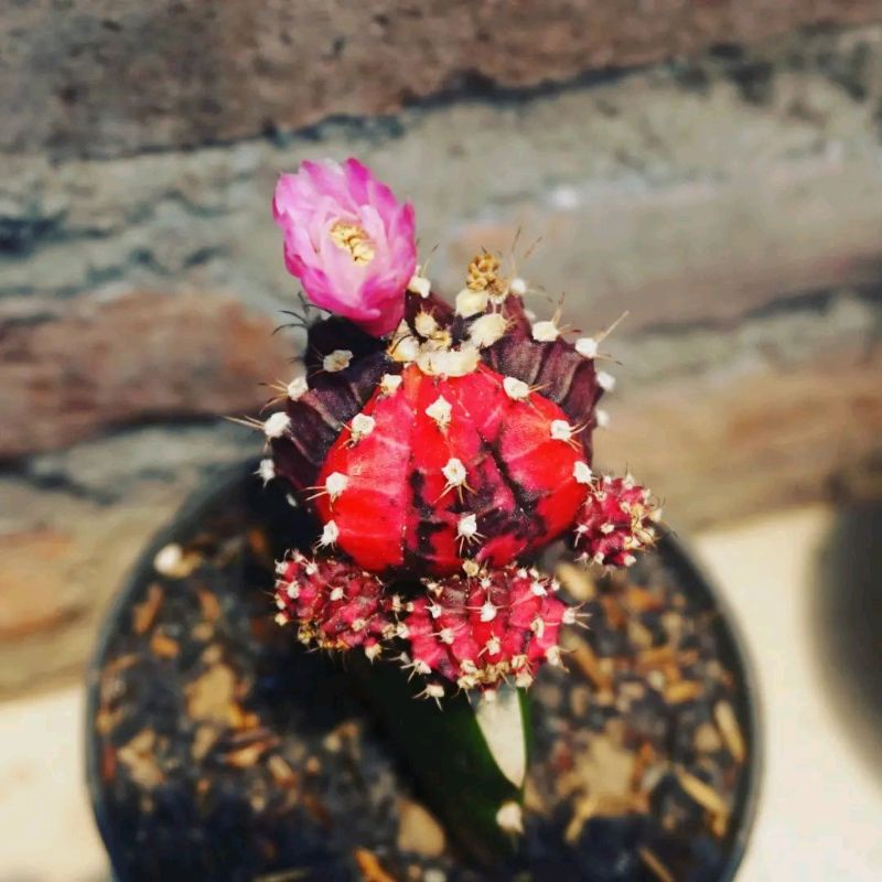 Kaktus/cactus Gymno Blackpink