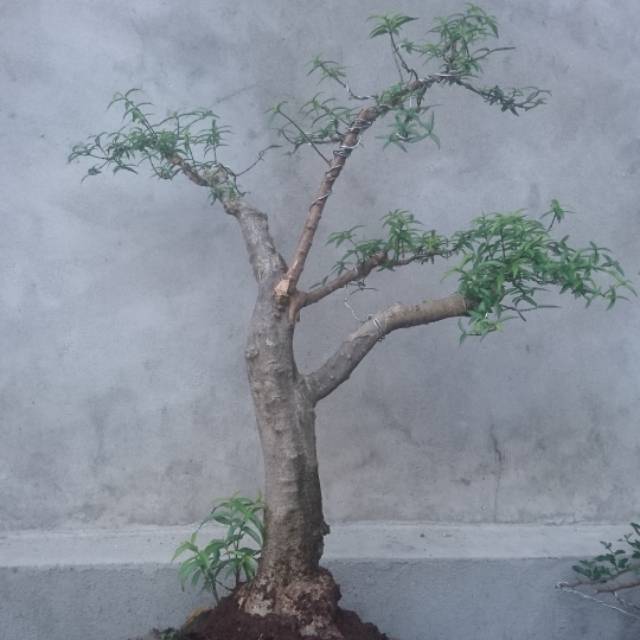 Anput mikro bahan bonsai