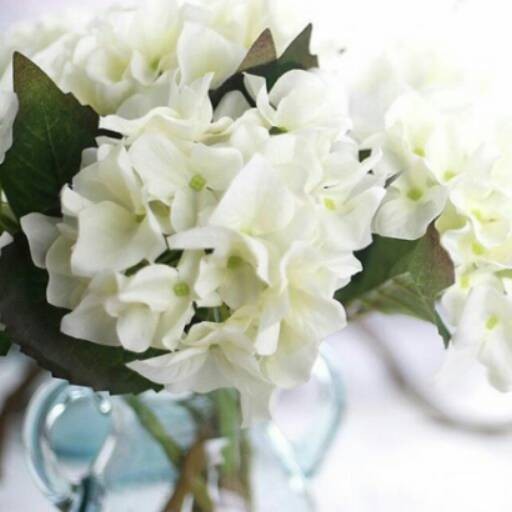 Bunga hydrangea-hydrangea