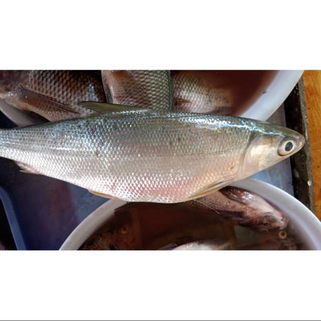 

Terlaris ikan bandeng segar