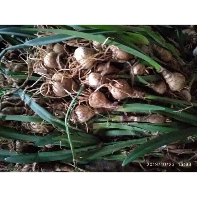 

Umbi bawang brojol , bawang bawangan segar , umbi amarilis