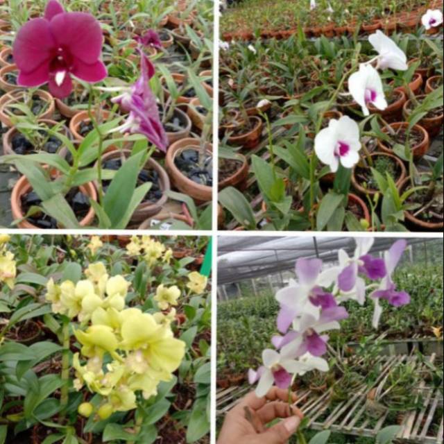 Paket Murah 4 Tanaman Anggrek Dendronium Bunga Kuning - putih - Ungu dan merah