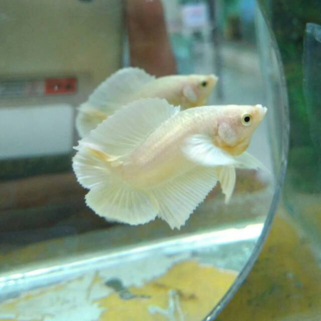 

Cupang