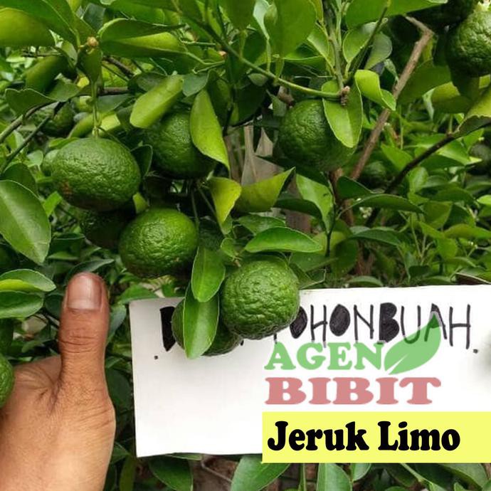 N3Ng Bibit Pohon Jeruk Limo Sudah Berbuah - Tanaman Daun Jeruk Limau