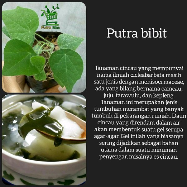 Tanaman Cincau Bulu - Bibit Pohon Cincau Hijau - Daun Rambat Herbal
