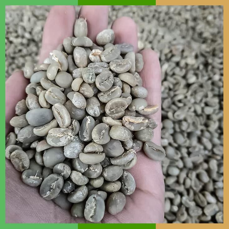 

Kopi Green Bean Robusta Gunung Kerinci Jambi Grade 1 Ukuran 1 Kg