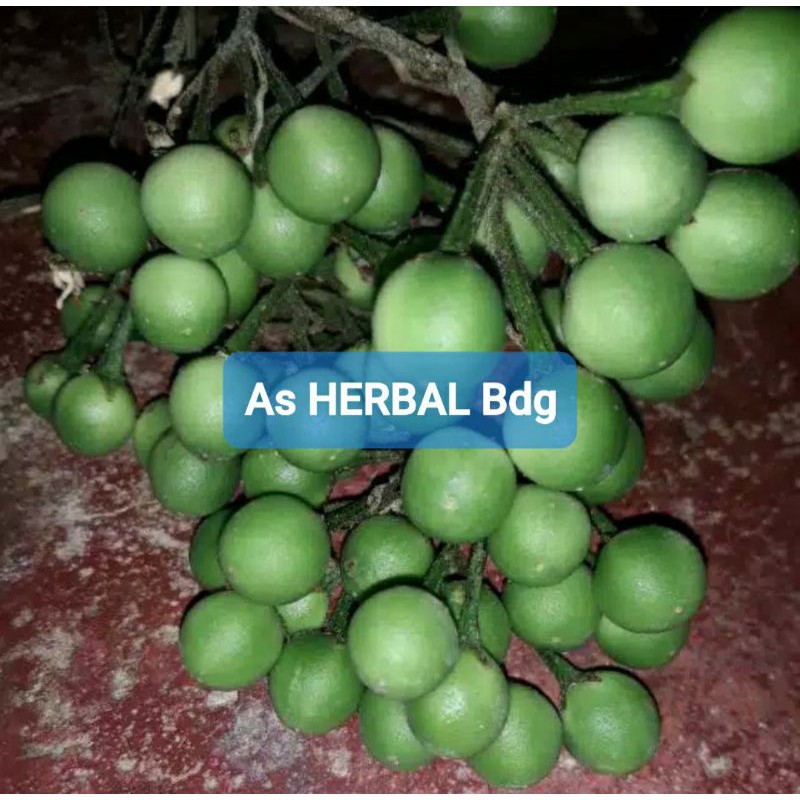 

Jual 500 gram buah cepokak takokak segar fresh