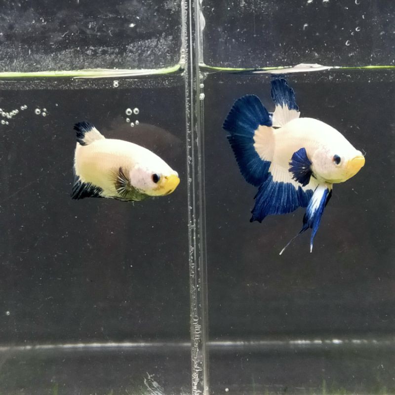 Blue Rim Line Thailand