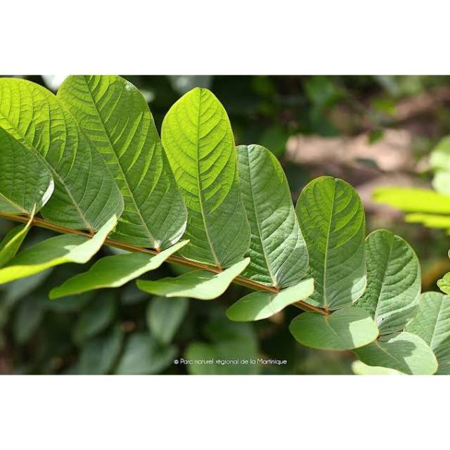 

Daun Ketepeng