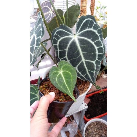 kuping gajah tarantula anakan/clarinervium