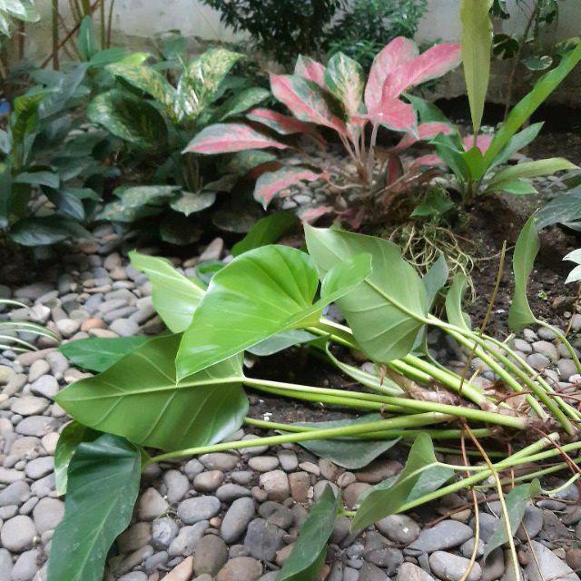 Grosir Batik Hrb026 Kenongo Kemeja Tosca Pendek Pekalongan Padi M L Xl Sogan Prin Halus Kemeja Batik