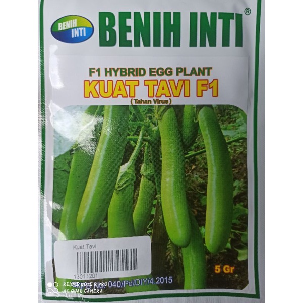 BENIH TERONG HIJAU KUAT TAVI F1 BENIH INTI 5 gr