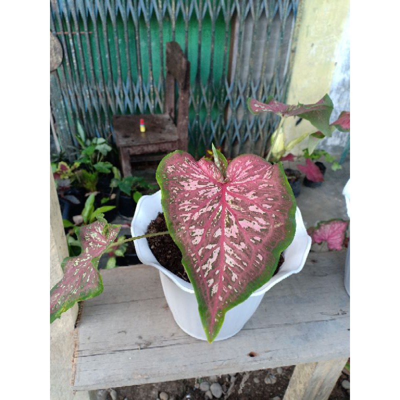 TANAMAN HIAS CALADIUM WHORTON