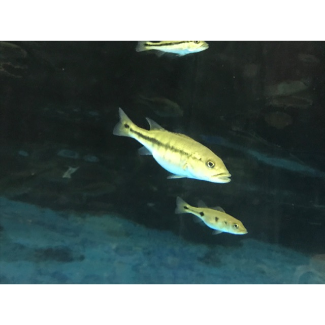 Pbass/peacock bass intermedia 8-9 cm
