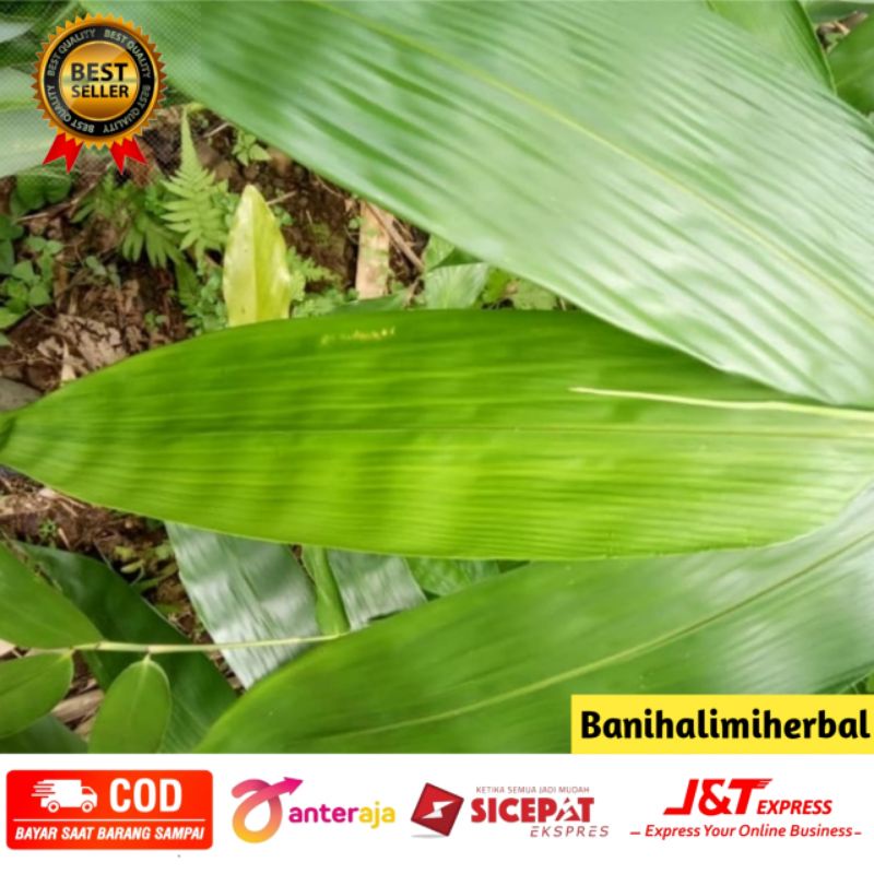 

Daun bambu segar pilihan 1 lembar