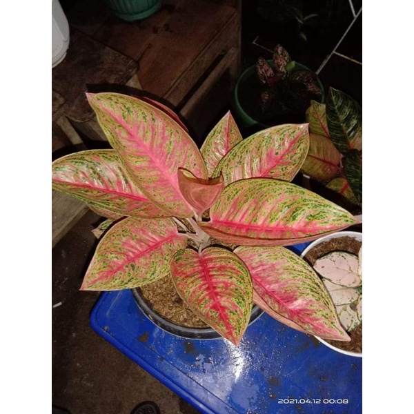 Aglonema Legacy mangkok/dewasa/super bagus