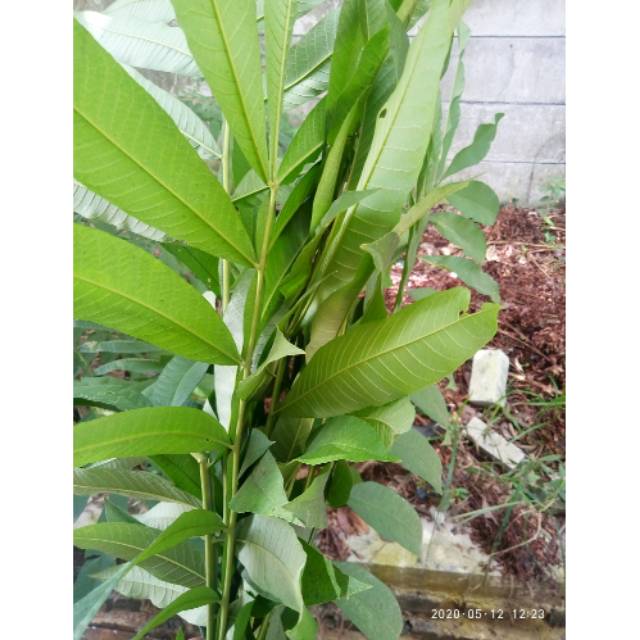 

Daun Sungkai Asli 1 kilogram