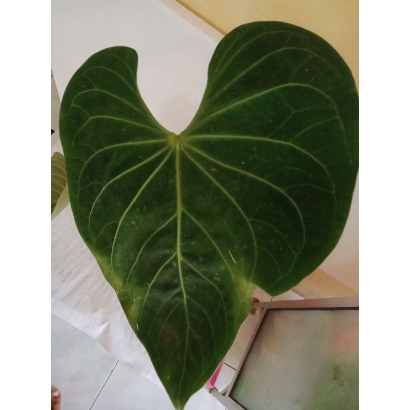 Anthurium Kuping Gajah REGALE PERU/EQUADOR dg kuping lebarrr