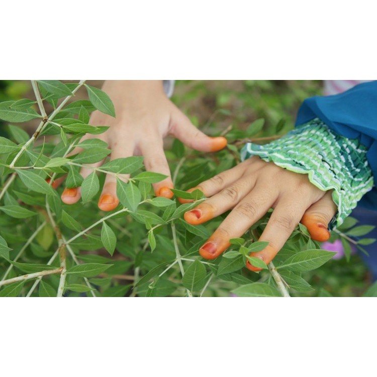 Daun Pacar Kuku Tanaman Pacar Kuku Pacar Arab