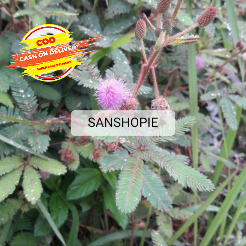 

Daun putri malu segar 1 kg petik langsung