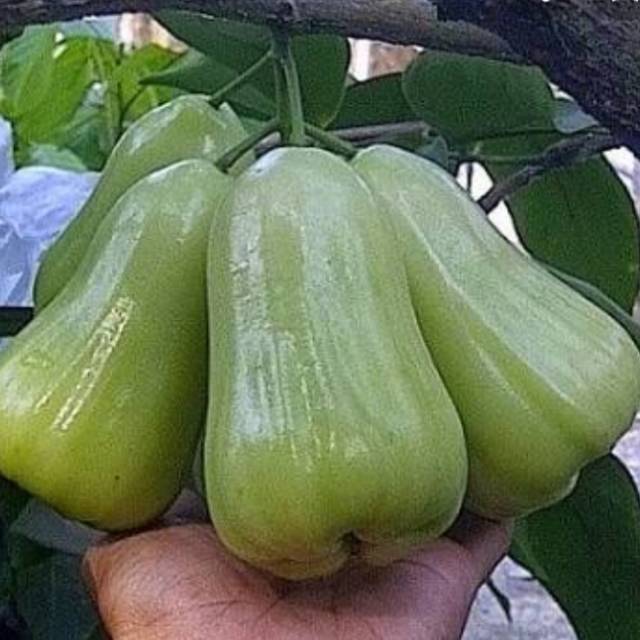 bibit jambu air madu deli hijau