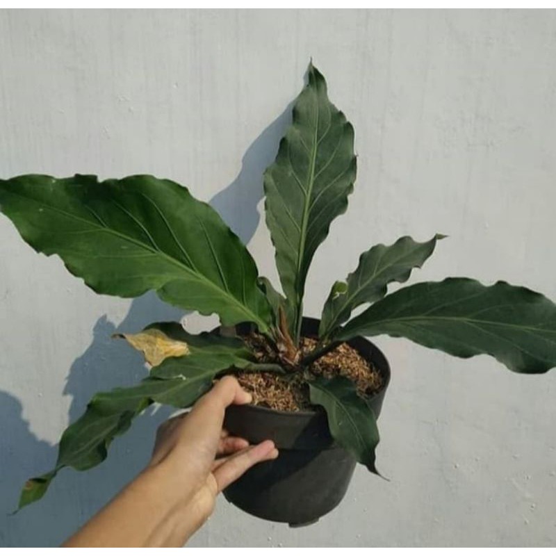 pohon anthurium gelombang cinta - tanaman hias gelombang cinta