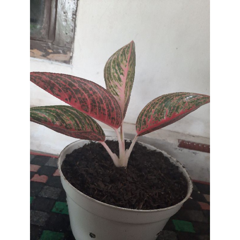 red legacy / legacy merah