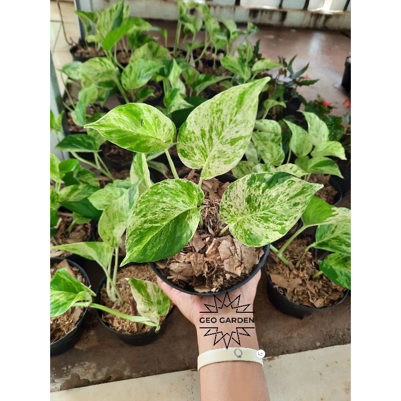 EPIPREMNUM AUREUM MARBLE QUEEN tanaman hias srigading varigata